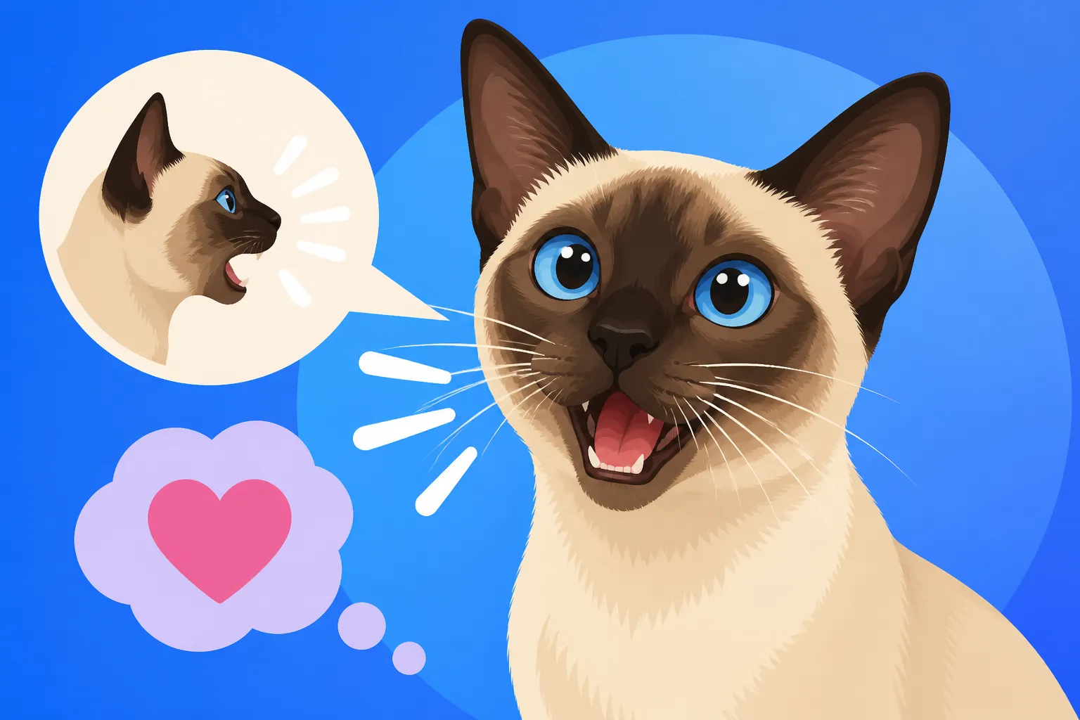 Why a Siamese Cat Meows So Much